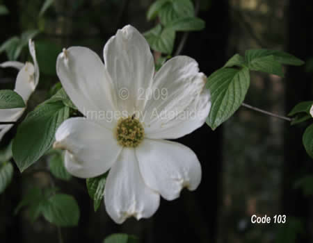 Dogwood Flower